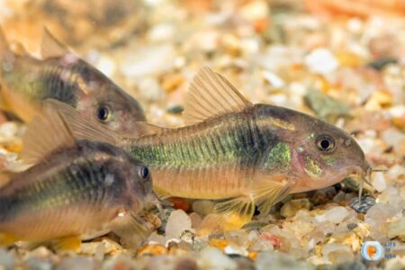 Best Substrate For Corydoras (You Must Know This)