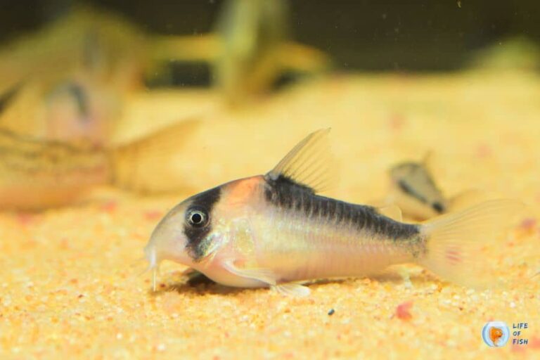 Best Substrate For Corydoras (You Must Know This)