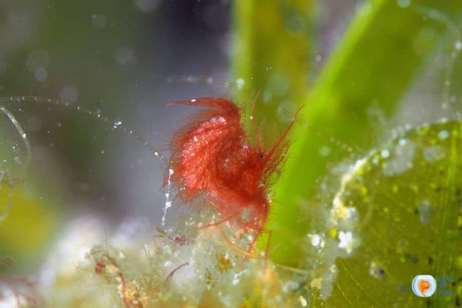 hairy shrimp
