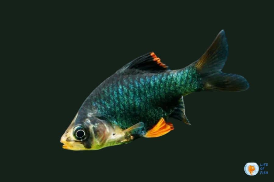 Green Tiger Barb