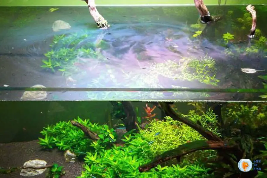 Biofilm On Top Of Aquarium Water