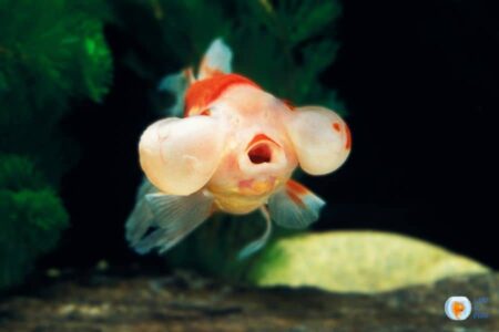 Bubble Eye – The Goldfish With Big Cheeks