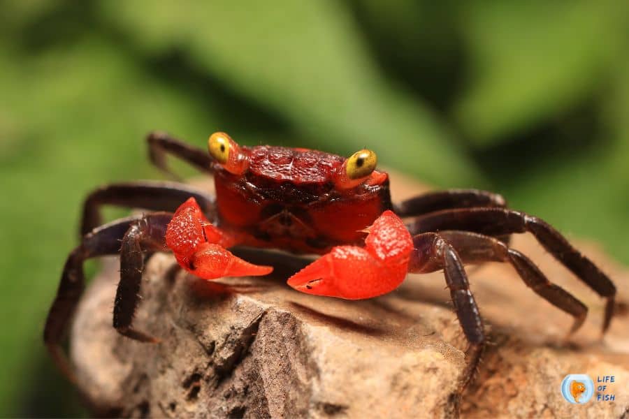 vampire crab