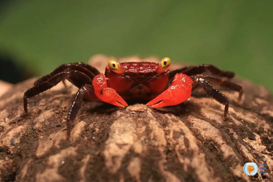 vampire crab