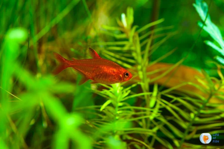 Orange Freshwater Aquarium Fish