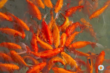 12 Orange Freshwater Aquarium Fish