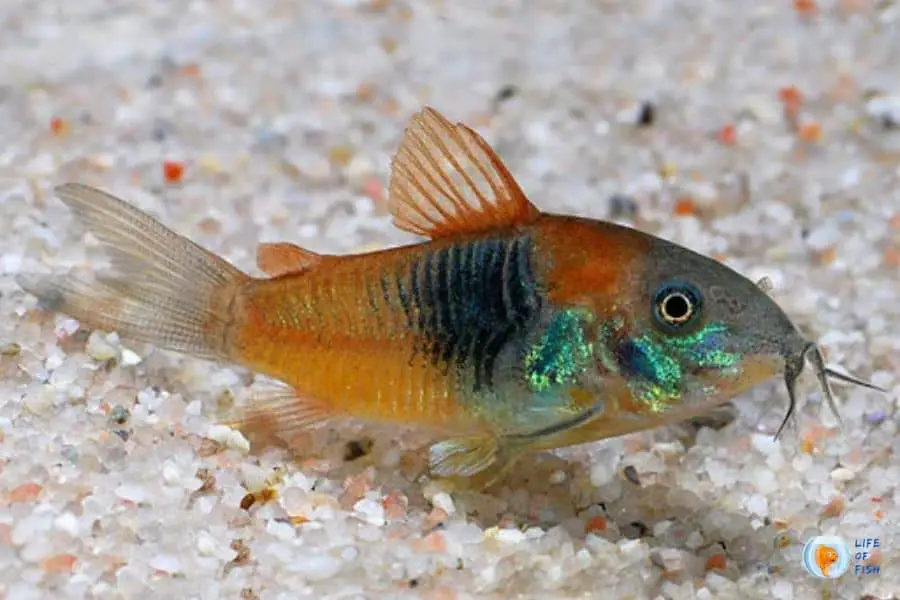 Orange Freshwater Aquarium Fish