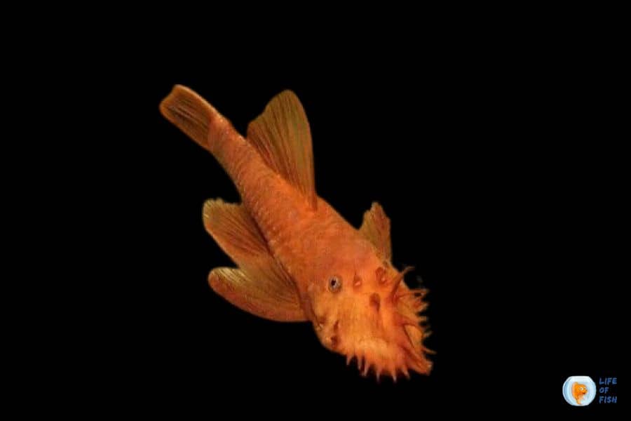 Orange Freshwater Aquarium Fish
