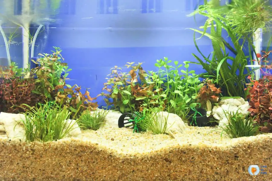 raise ph in aquarium