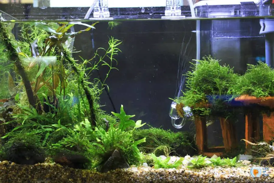 Aquarium Substrate For Live Plants