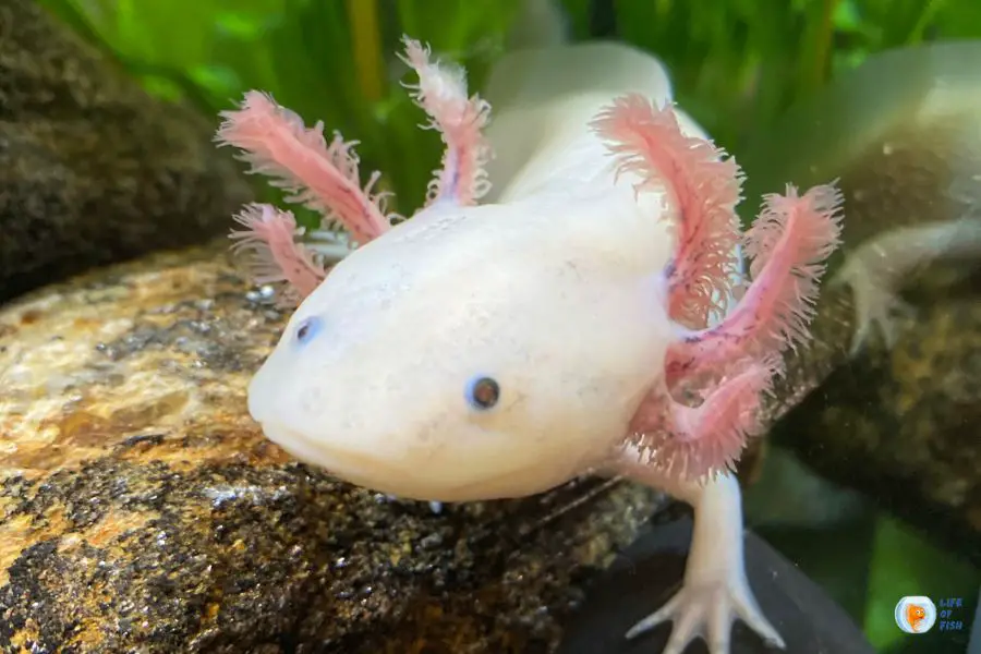 Baby Axolotl