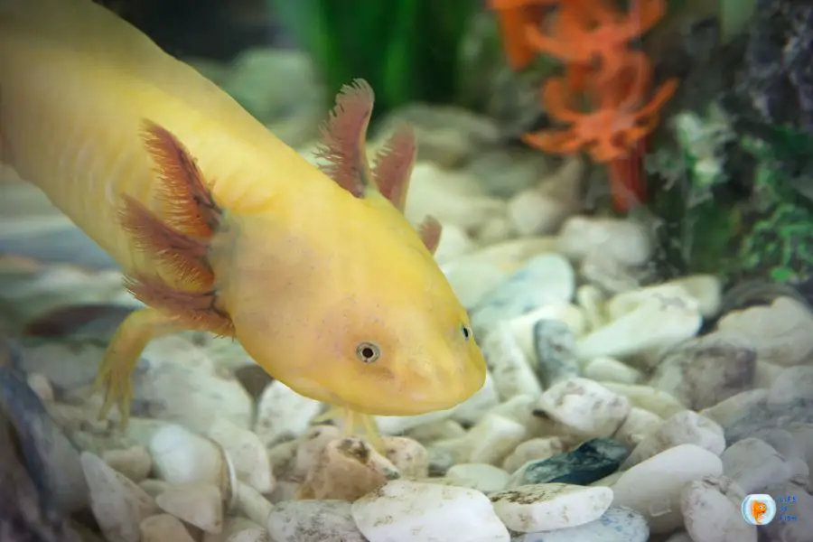 Baby Axolotl