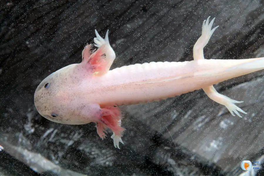 Baby Axolotl