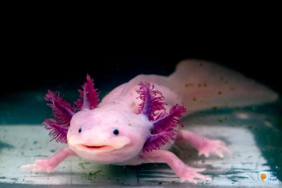 Baby Axolotl