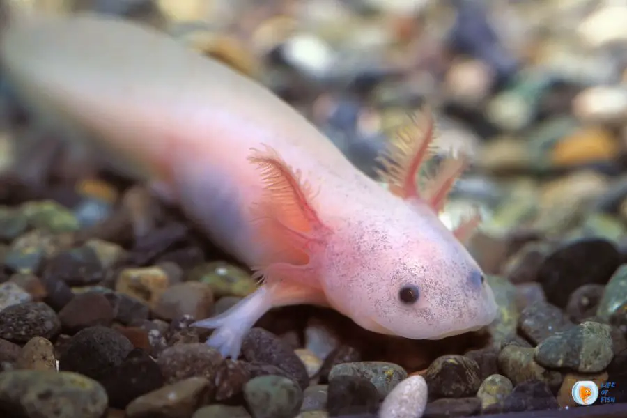 Baby Axolotl