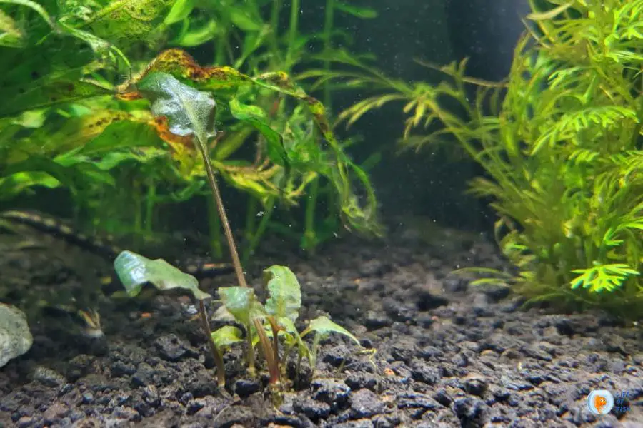 Can Dying Aquarium Plants be Harmful to Fish
