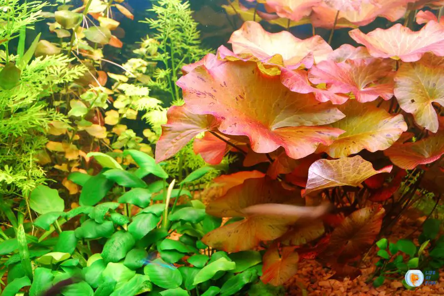 Do Fish Like Heavily Planted Tanks