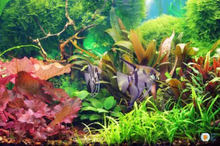 Do Fish Like Heavily Planted Tanks? – An Expert’s Take