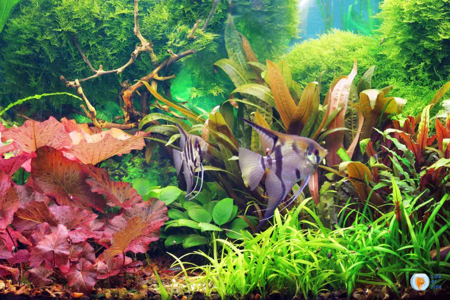 Do Fish Like Heavily Planted Tanks