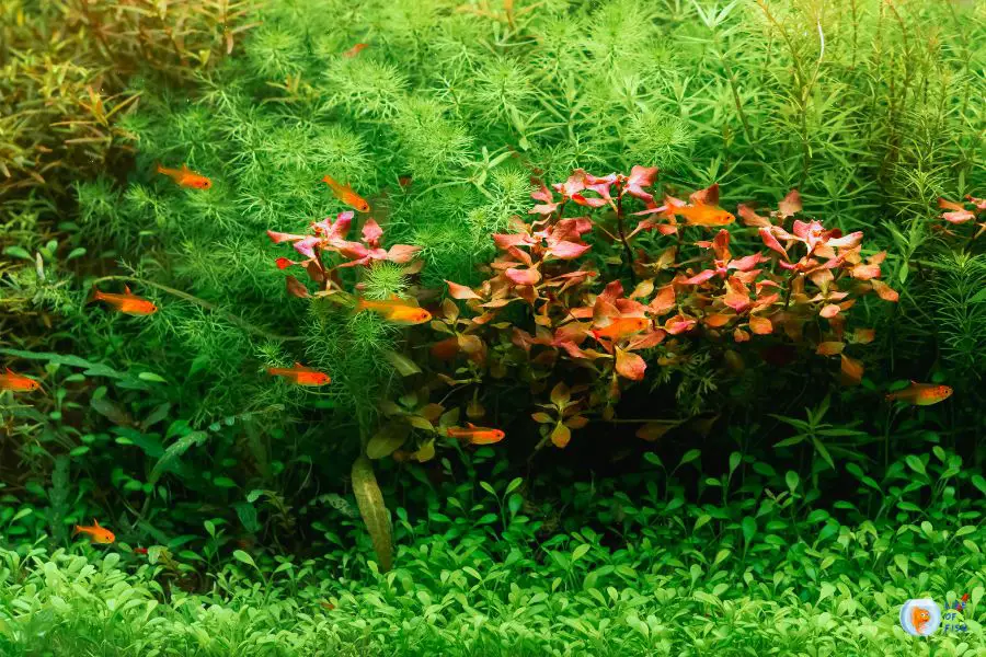 Do Fish Like Heavily Planted Tanks
