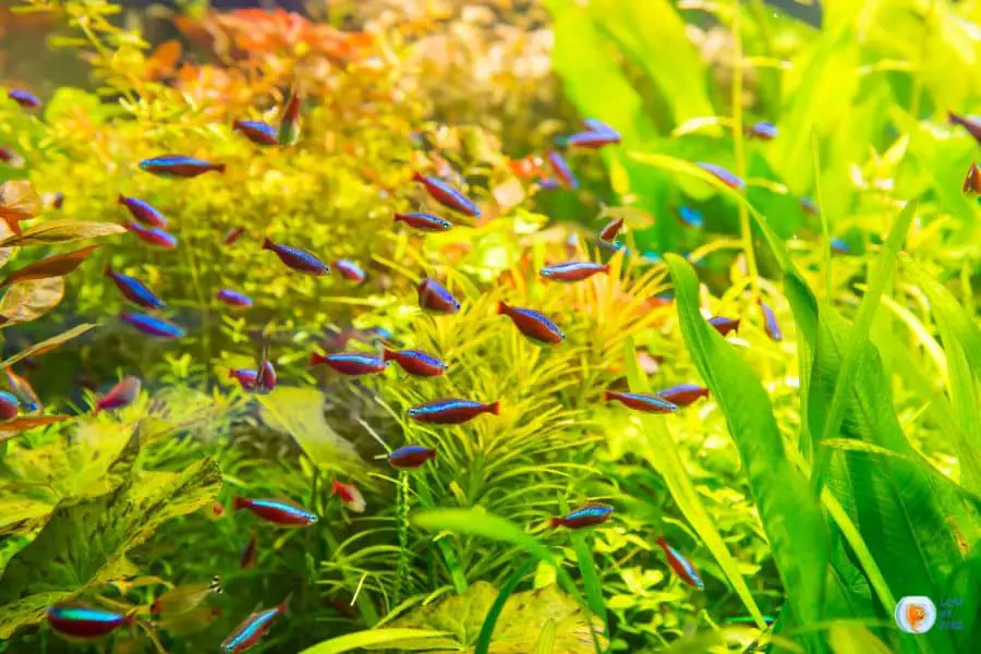 Do Neon Tetras Need A Heater