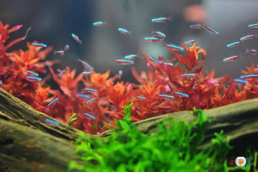 Are Neon Tetras Hardy