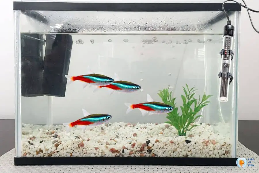 Do Neon Tetras Need A Heater