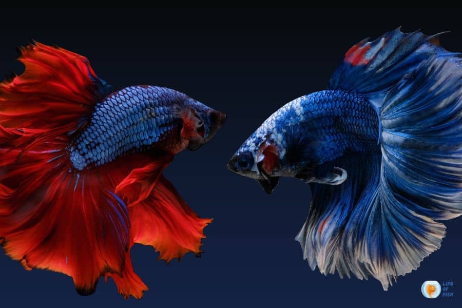 How To Keep A Betta Fish Happy