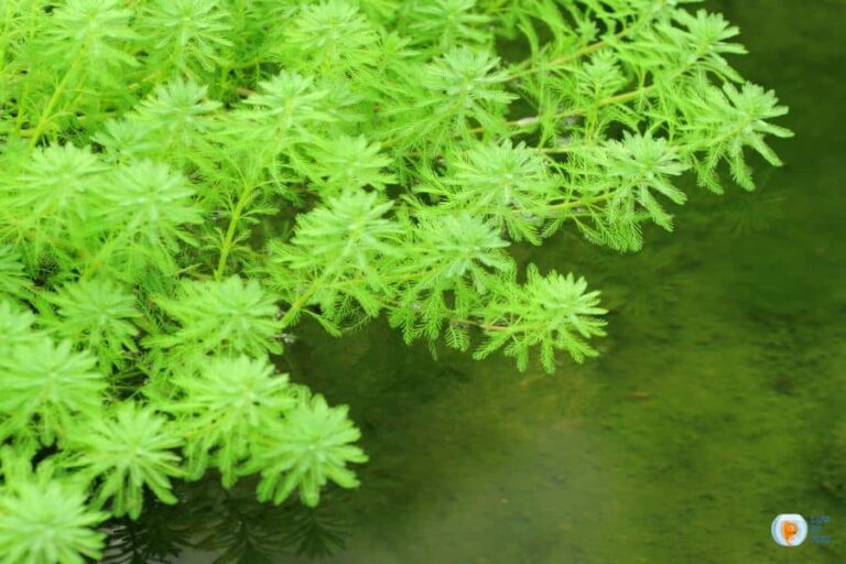 How To Keep Floating Plants In One Place In The Aquarium