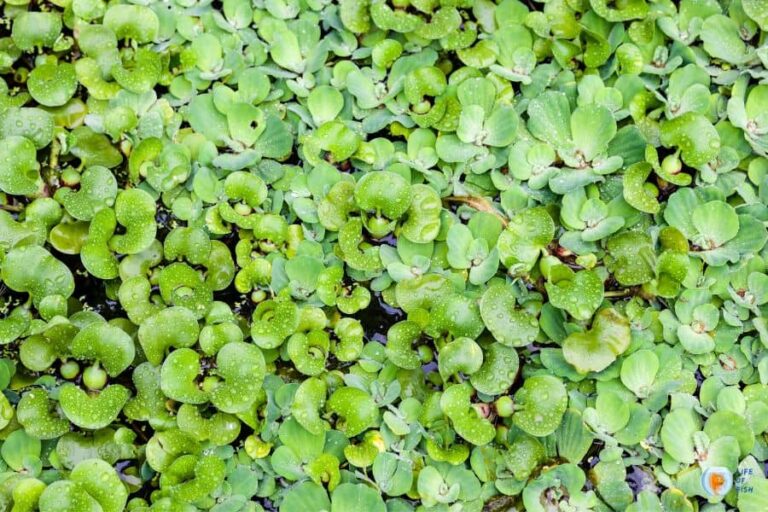 How To Keep Floating Plants In One Place In The Aquarium