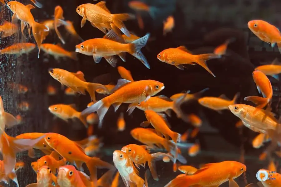 Signs Of Too Many Fish In Tank