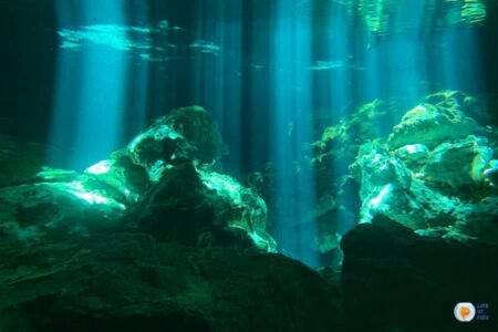 Signs Of Too Much Light On Aquarium Plants : The Dark Side of Aquarium Lighting