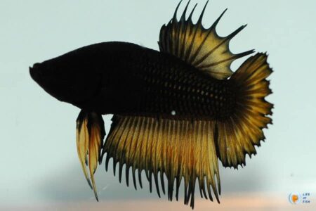 Different Types Of Black Betta : Get Hooked on Black Betta Fish