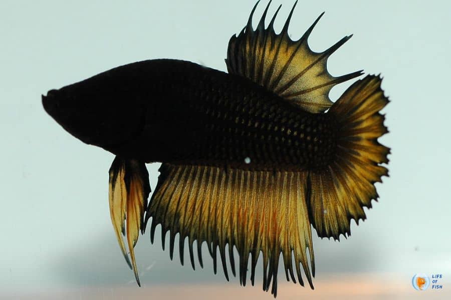 Betta Velvet Disease