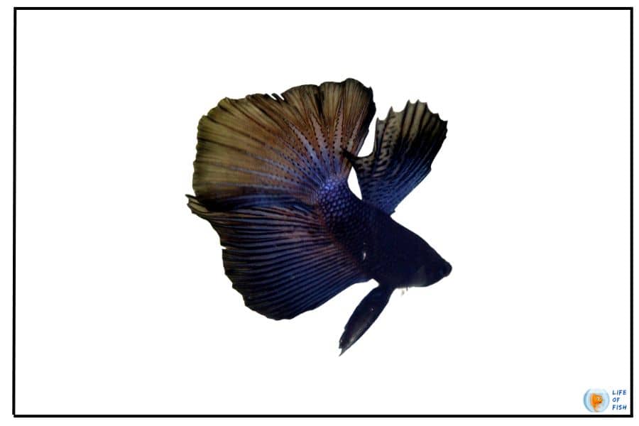 Types Of Black Betta