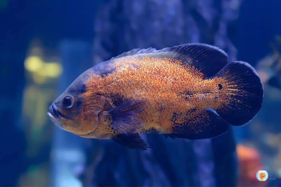 What to do if fish are too big for a tank