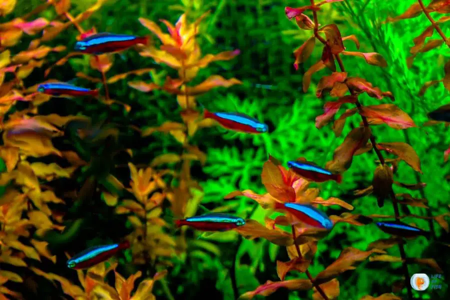 Will Neon Tetras Eat Guppy Fry