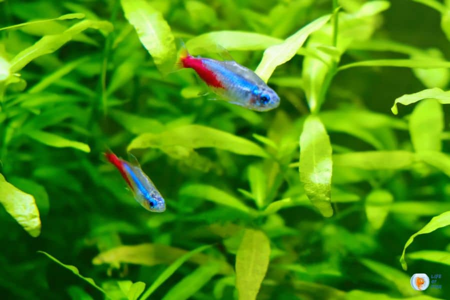 Why Are My Neon Tetras Keep Dying