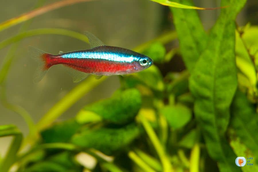 Why Are My Neon Tetras Keep Dying