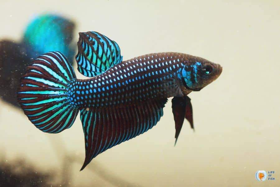 betta fish fungus