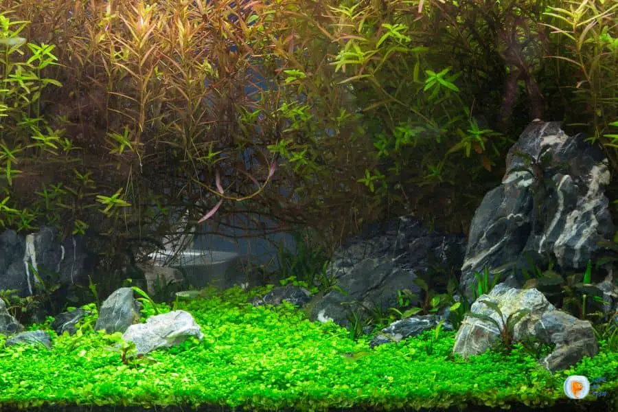 Overcrowding Your Aquarium With Plants