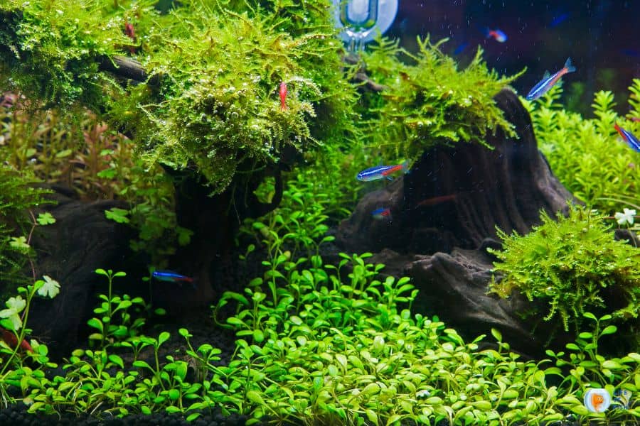Overcrowding Your Aquarium With Plants