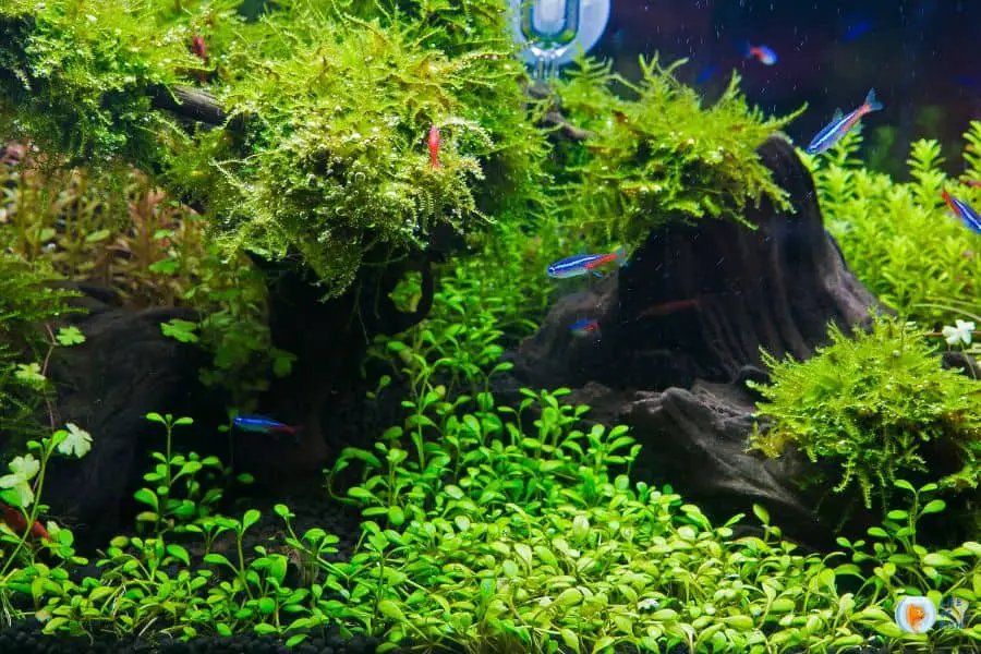 Overcrowding Your Aquarium With Plants