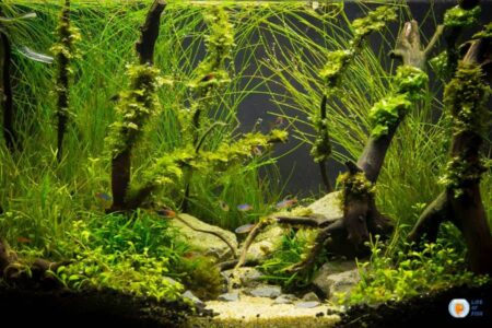 Overcrowding Your Aquarium With Plants: Risks, Benefits, And Solutions