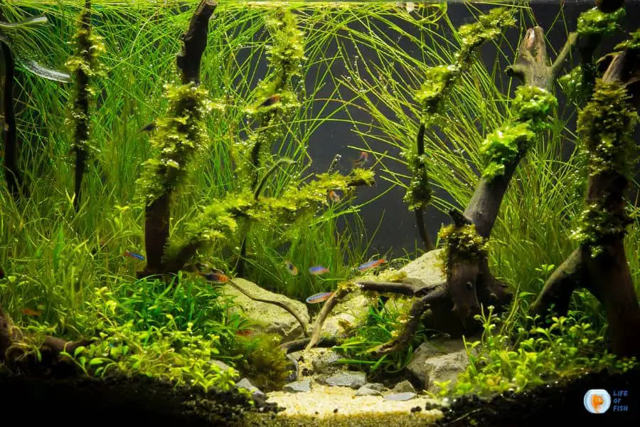 Overcrowding Your Aquarium With Plants