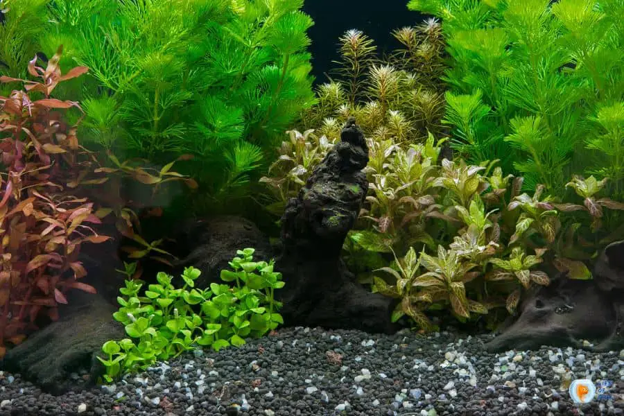 Overcrowding Your Aquarium With Plants