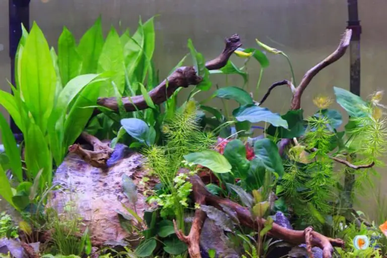 Overcrowding Your Aquarium With Plants: Risks, Benefits, And Solutions