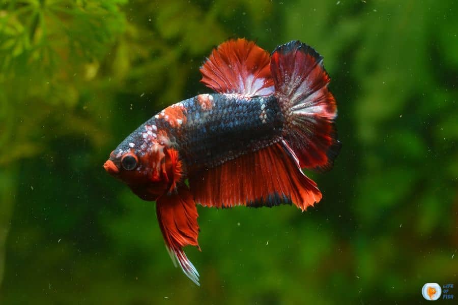 betta fish fungus