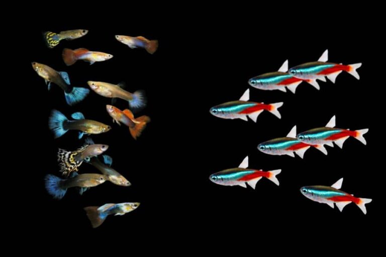 Will Neon Tetras Eat Guppy Fry? The Correct Answer Is Here