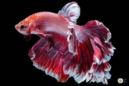Butterfly Betta | Stunning Aquarium Fish